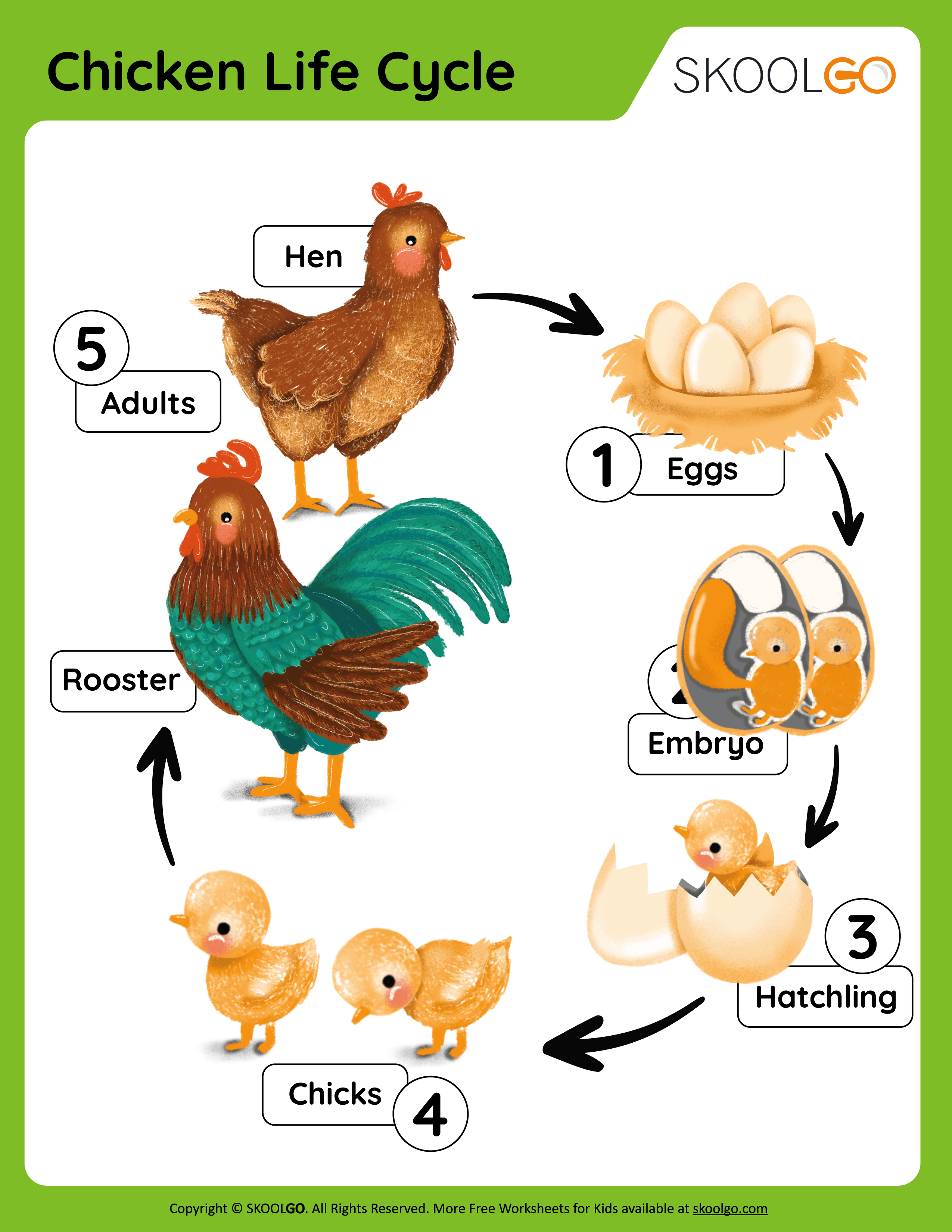 Chicken Life Cycle Free Worksheet SKOOLGO