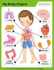 My Body Organs - Free Worksheets - Skoolgo