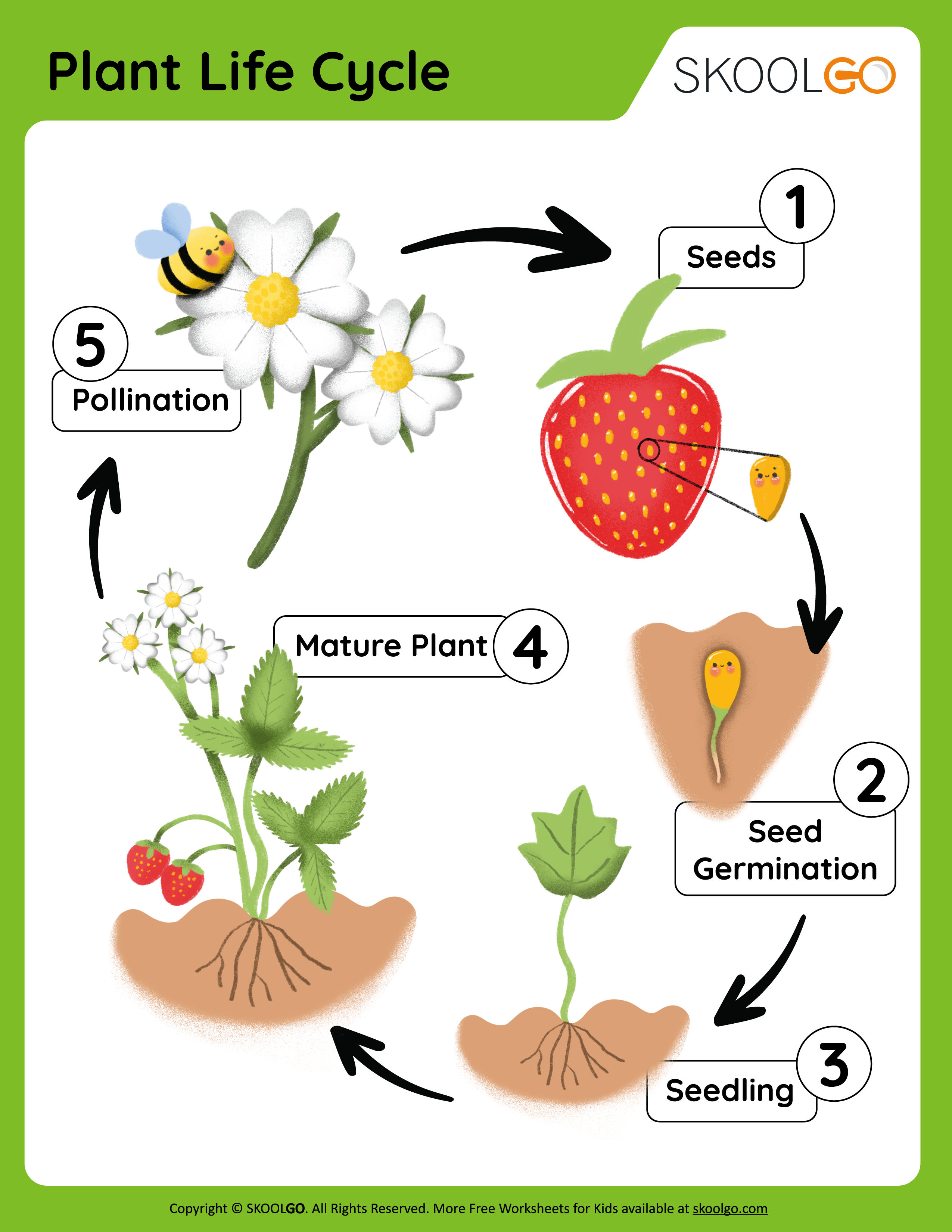 plant-life-cycle-free-worksheet-skoolgo