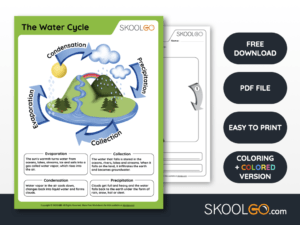 The Water Cycle - Free Worksheet - SKOOLGO